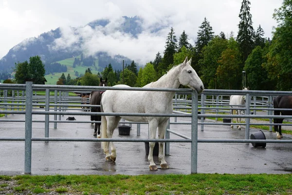 White horse İsviçre