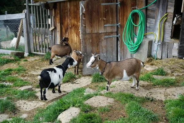 Suizo Diferentes Cabras Establo — Foto de Stock