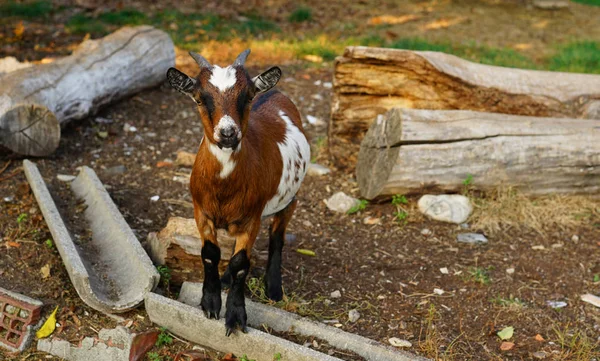 Cabra Marrón Suiza Afuera — Foto de Stock