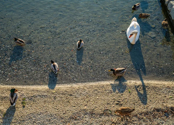 Cisne Patos Lago Maggiore Ascona — Foto de Stock