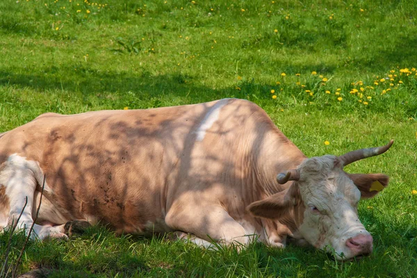 Cow grazing on a lovely green pasture