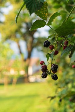 BlackBerry bir bahçede olgunlaşma