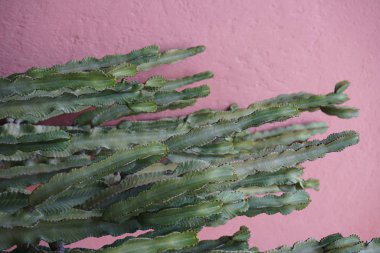 Kaktüs pembe arka plan en az yaratıcı stillife üzerinde