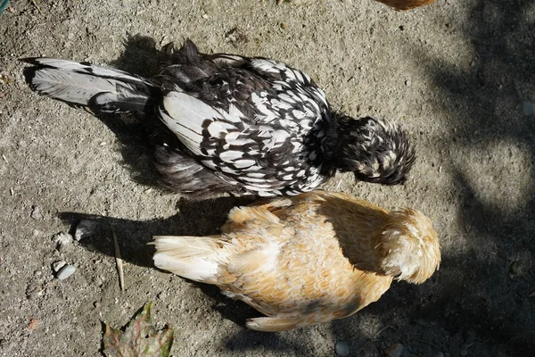 Two chicken bird, yellow and black in Locarno