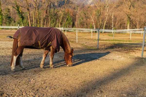 Horse Covered Her Clothes Eating Field — Stock Photo, Image