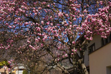 Çiçek açan Manolya ağacının yanında bir ev Ascona, İsviçre