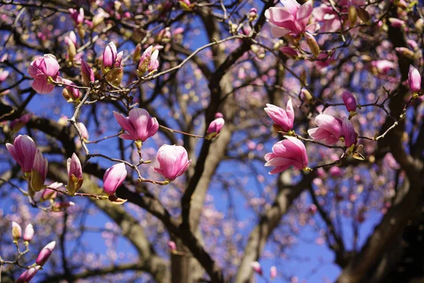 Magnolia Blommor Blå Bakgrund — Stockfoto