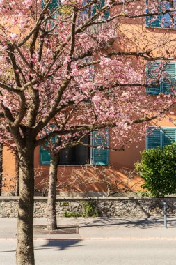 Ascona içinde güzel sakura ağaçları ile bahar