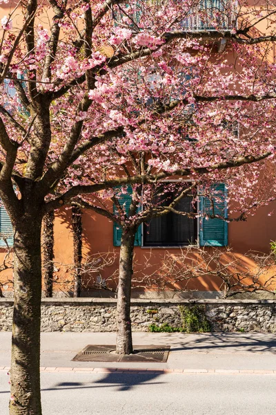 Krásné sakura stromy na jaře v Ascona — Stock fotografie