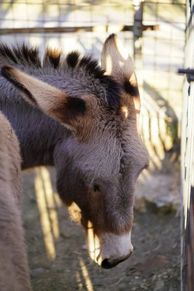 Portrait of a donkey in the evening sun — Stock Photo, Image