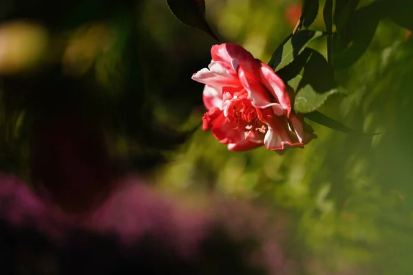 Red camelia from Parco delle Camelie in Locarno — Stock Photo, Image