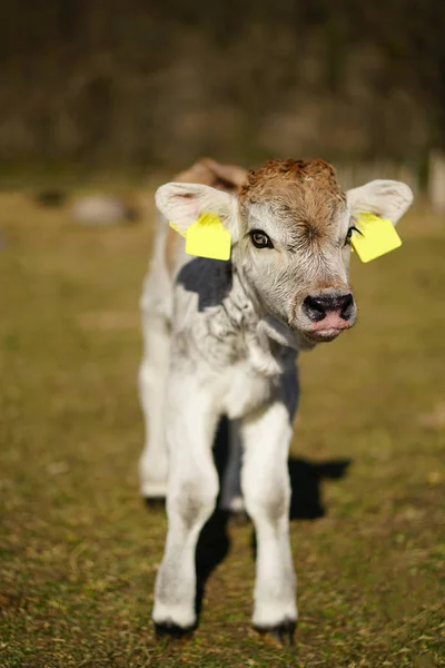 Bebê vaca com olhos azuis — Fotografia de Stock