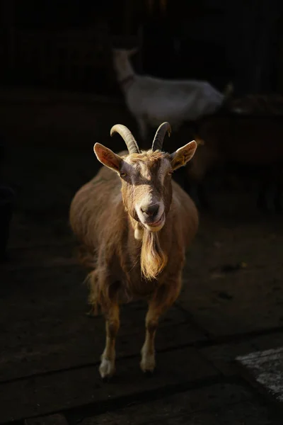 Szwajcarski brązowe kozy z Cavigliano — Zdjęcie stockowe