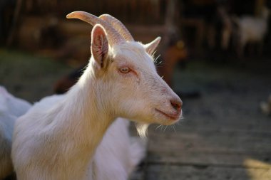 Swiss portresi beyaz keçi Cavigliano köyden