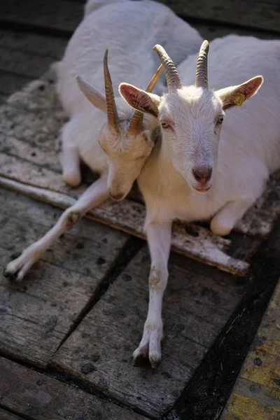 Dos cabras blancas suizas de Cavigliano tendidas juntas — Foto de Stock