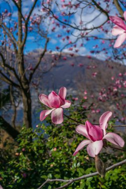 Pembe çiçek açması Manolya Gambarogno, İsviçre