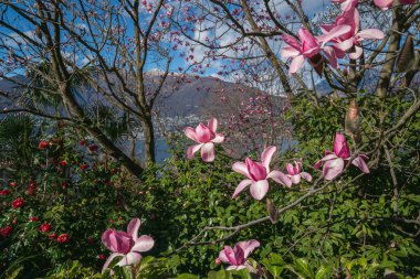 Çiçek açan Manolya ağacı Gambarogno, İsviçre
