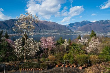 Gambarogno, Switzerlan botanik Park'ta görünümünden Maggiore Gölü