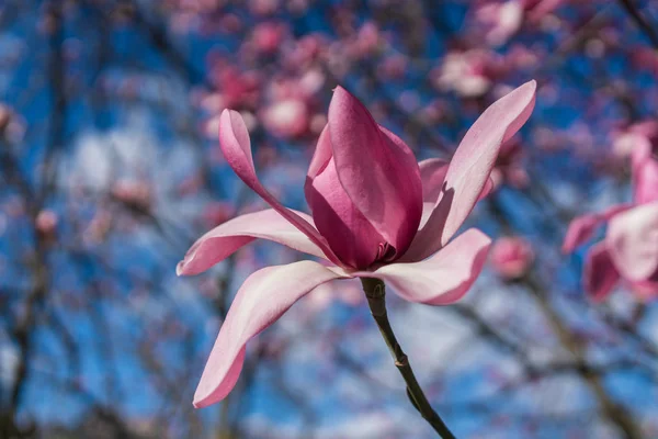 Pembe çiçek açması Manolya Gambarogno, İsviçre — Stok fotoğraf