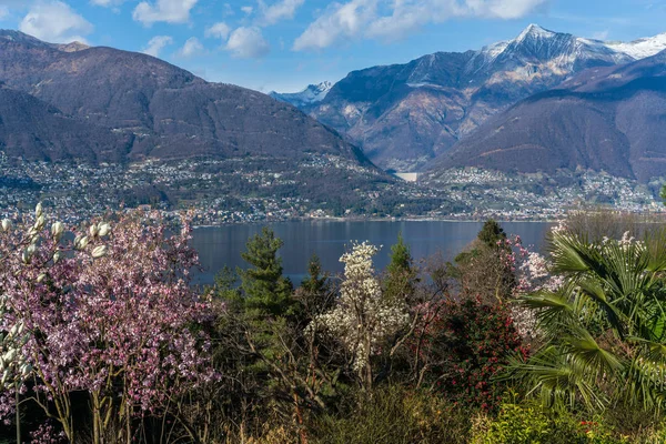 Árboles florecientes del Parque Botánico de Gambarogno, Suiza — Foto de Stock