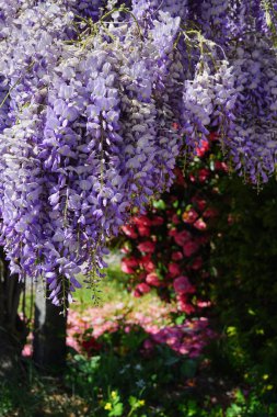 Verscio İsviçre güzel wisteria çiçekleri
