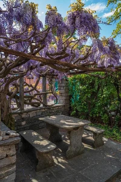 瑞士阿斯科纳的威斯特利亚树下的桌子 — 图库照片