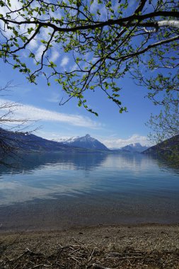 Unterseen Doğa rezerv Weissenau, İsviçre