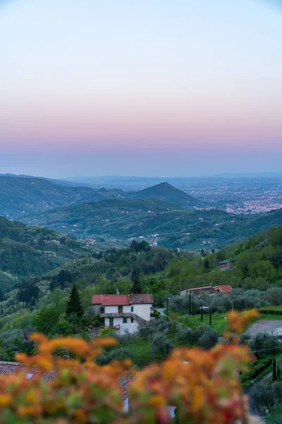 Evening pink landscape with a villa surrounded with olive trees