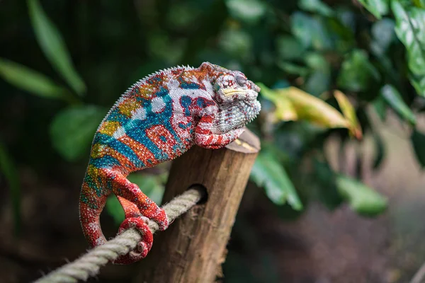 Camaleón en la selva tropical de Masoala —  Fotos de Stock