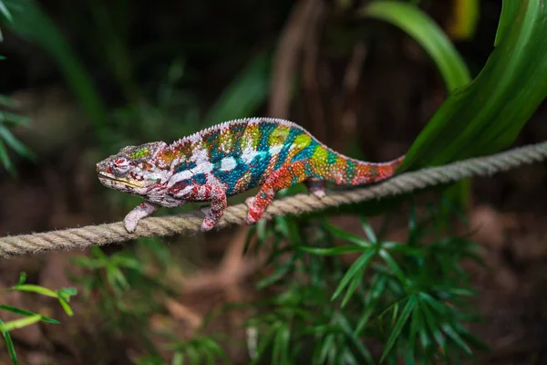 Camaleão na floresta tropical Masoala — Fotografia de Stock