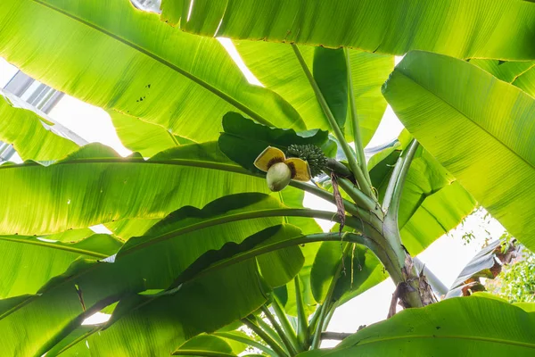 Feuilles de banane, ciel blanc Photo De Stock