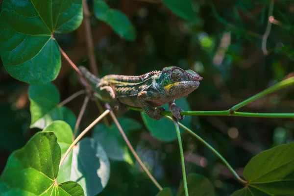 Chameleon v Rainlese Masoala — Stock fotografie