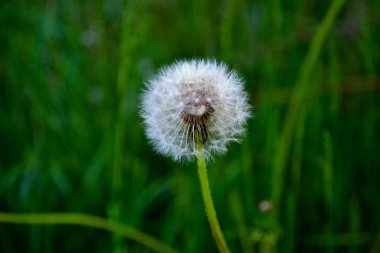 Bahçe Mayıs ayı başlarında karahindiba