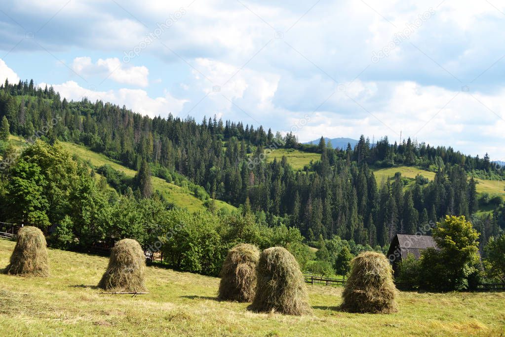 Carpathian slopes on a sunny day
