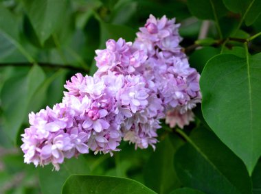 Mayıs başında ülkede leylak