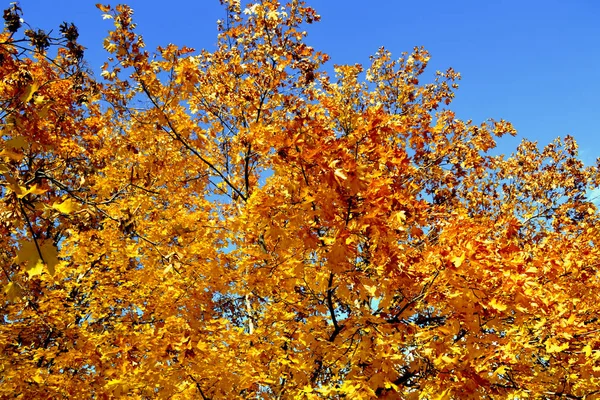 Golden Autumn Kyiv City Royalty Free Stock Images