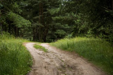 ormanda, ağaçlarına terk kumlu dolambaçlı yol