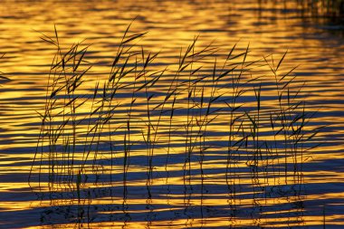 siluetleri ve dalgalar çimenlerde gölün üzerine düşünceler altın bir saat içinde