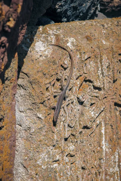 Un pequeño lagarto sobre piedras talladas — Foto de Stock