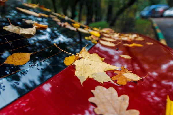 Падшие осенние листья на мокрой поверхности — стоковое фото