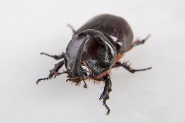 Büyük dynastinae veya gergedan böceği