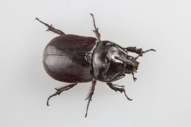 Büyük dynastinae veya gergedan böceği