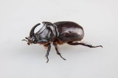 Büyük dynastinae veya gergedan böceği