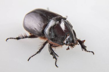 Büyük dynastinae veya gergedan böceği