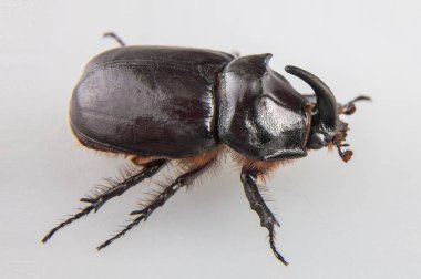 Büyük dynastinae veya gergedan böceği