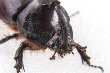 Büyük dynastinae veya gergedan böceği