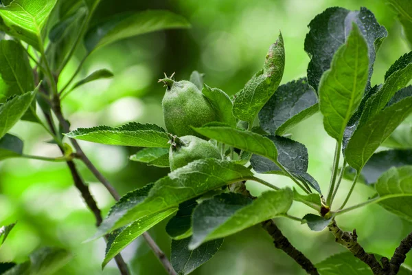 Yaz boyunca erken dönem elma ağacını kapat