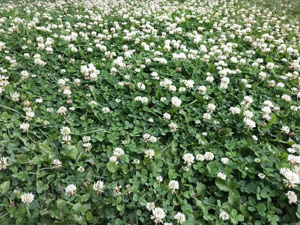 Background White Clover Field — Stock Photo, Image