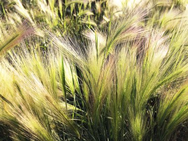 Tüy otu. Yeşil çimenler. Yaz.