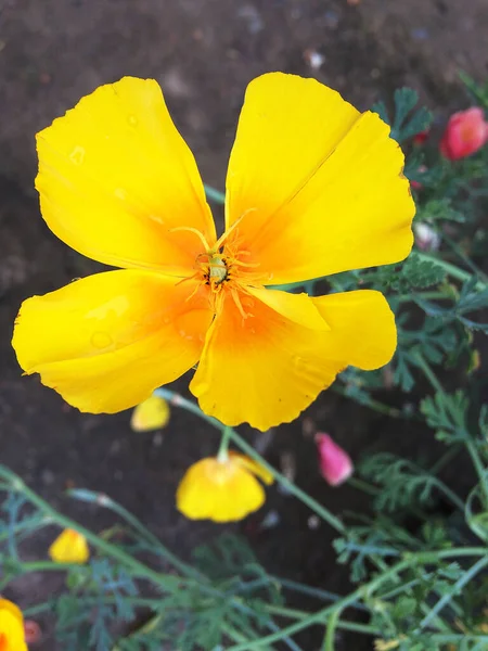 Gelbfieber Schöne Zarte Blume Auf Dem Grauen Hintergrund Mit Wassertropfen — Stockfoto